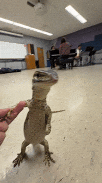 Lizard Venus GIF