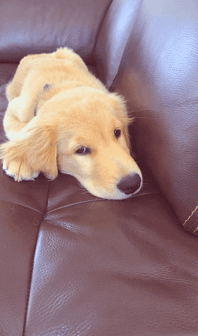 golden retriever puppy GIF by nkhoshini