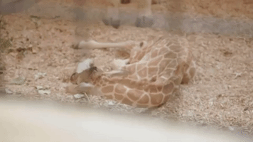 Auckland Zoo Mourns Death of Baby Giraffe