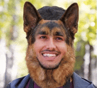 German Shepherd Dog GIF