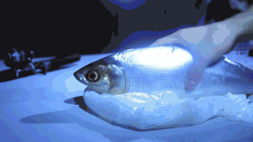 Fish Rage GIF