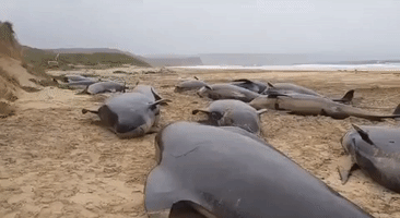 Investigation Underway After More Than 50 Pilot Whales Die on Scottish Beach