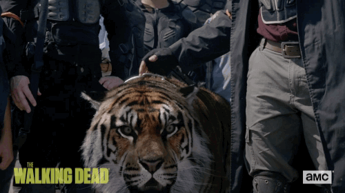 twd GIF by The Walking Dead
