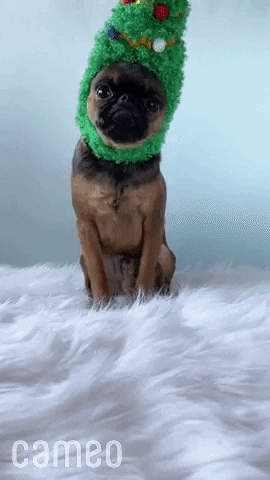 Funny-pets-and-christmas-trees GIFs - Get the best GIF on GIPHY