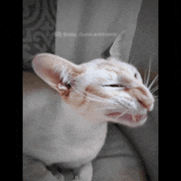Cat GIF