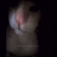 Cat GIF