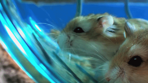 race hamster GIF