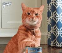 Morristhe9LivesCat cat wink flirt flirty GIF