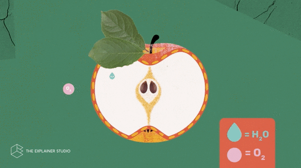 Animation Apple GIF by The Explainer Studio