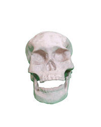 Skull Skeleton Sticker by Tarmac