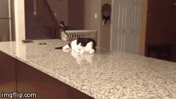 cat table GIF