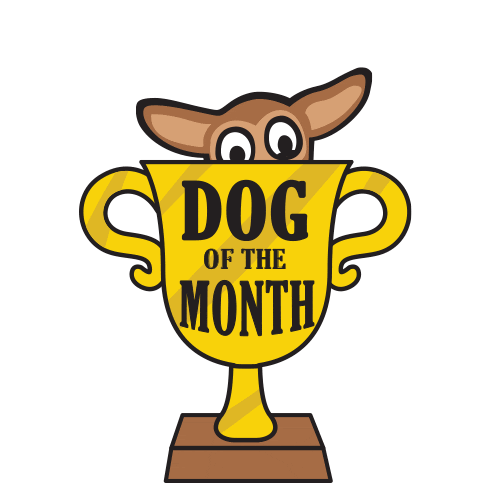 Dogs Adopt Sticker by Second Chance Dog Rescue