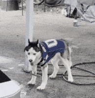 Dancing Dog GIF by SWAGGY WOLFDOG