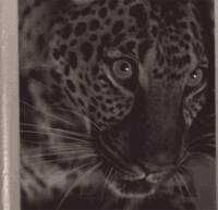 hoe GIF