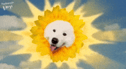 Sun Sunshine GIF
