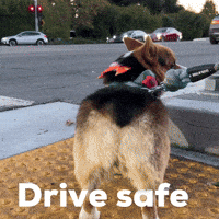 Surprised Corgi GIF