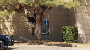 Bear Tranquilized After Getting Close to Pedestrians in California Parking Lot