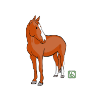 Paula Happy Horse Sticker by hoyfeldfumiapp