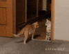 cats fail GIF