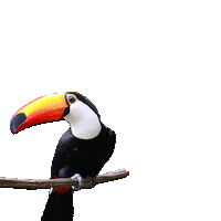 PSDB 45 eleicoes psdb tucano Sticker