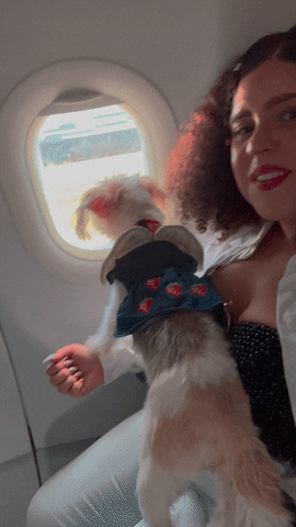 Dog Travel GIF