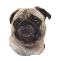 pug STICKER by imoji