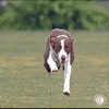 Dog Running GIF by American Kennel Club