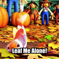 Fall Autumn GIF by TheConfishius