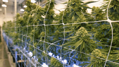 Plant Grow GIF by Exclusive Brands