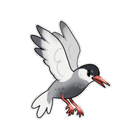 Firuo_drawingbirds Tern 燕鷗 黑腹燕鷗 chlidonias hybrida Sticker