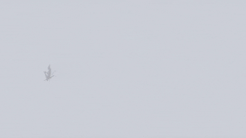 San Francisco Shock Overwatch GIF by NRG Esports & SF Shock