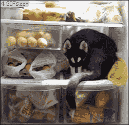 puppies GIF