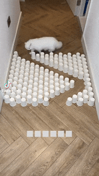 No Way What GIF by TikTok MENA