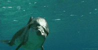 ocean giants x GIF by Head Like an Orange