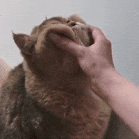 Byomid GIF