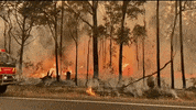 australia wildfires australia fires GIF