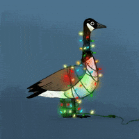 Birdtalk GIF by girlinwhiteglasses