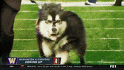 gostanford  GIF