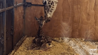 Aw, Mom! Newborn Giraffe Ducks Mother's Tongue Bath in Australian Zoo