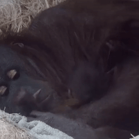 Orangutan Mom Can't Get Enough of Newborn Baby