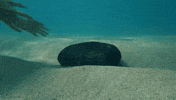 Rock Running GIF by FOX TV