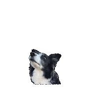 Look Up Border Collie Sticker
