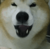Shiba 柴犬 GIF