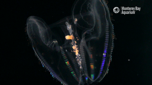 comb jelly rainbow GIF by Monterey Bay Aquarium