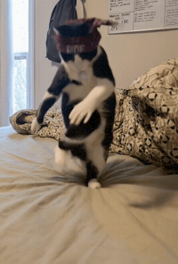Cat Jookin GIF