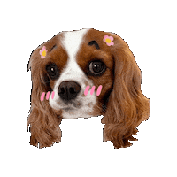 Dog Sticker