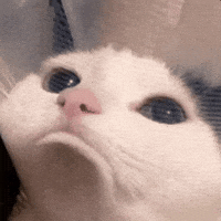 Iraq Sad Cat GIF by Bashar