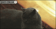 cat fun GIF