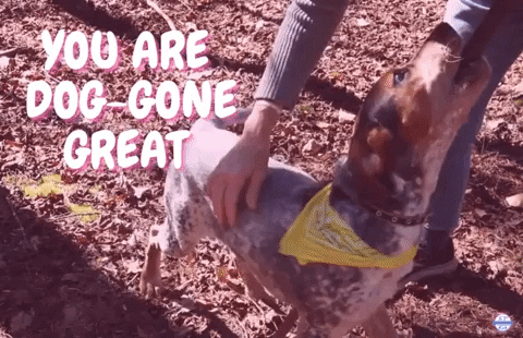 Fetch Valentines Day GIF by JC Property Professionals