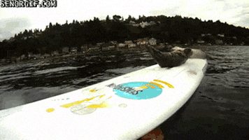 seal surf board GIF by Cheezburger